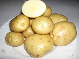 Вирощування картоплі адретта
