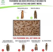 clothes carpet moth traps