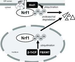 er and nuclear degradation of nrf1 by