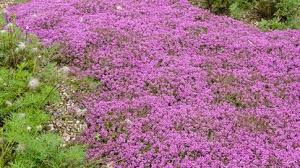 how to grow a red creeping thyme lawn