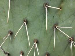 The bigger problem is that the planting a cactus before the cut scabs over increases the danger of rot. How To Remove Cactus Spines Including Ones Stuck In Your Throat