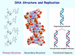 bch401 lecture 22 dna structure and