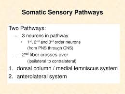 ppt somatic sensory pathways