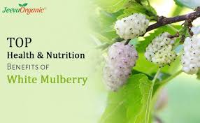 nutrition benefits of white mulberry