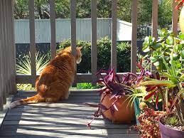 How To Design And Plant A Garden For Cats