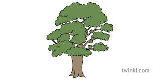 Sycamore Tree Illustration Twinkl