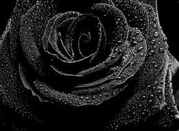 hd black rose mobile hd wallpaper pics