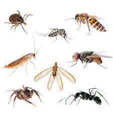 indoor insects bed bug extermination