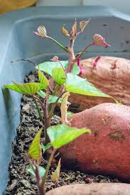sweet potato container gardening made