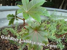 Plants Castor Bean Plant Growing From Seed Multiply And