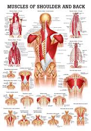 There are three parts to the trapezius. Muscles Of The Shoulder And Back Laminated Anatomy Chart Amazon Com Industrial Scientific