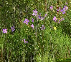 Check spelling or type a new query. Blue Florida Wildflowers Page 1 Of 3