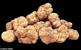 'a survival mechanism for a developing fungus' is, from a biological point of view, the most. White Truffles White Magic