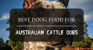 Best Dog Food For Australian Cattle Dogs Review Guide Petdt