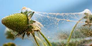 We did not find results for: How To Get Rid Of Spider Mites On Indoor And Outdoor Plants