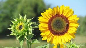 Nama lain dari bunga matahari adalah helianthus, namanya. Cara Menanam Bunga Matahari Yang Benar Dijamin Subur Dan Mekar Dengan Cantik Tribun Batam