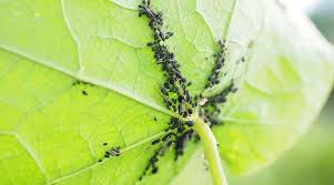 small black bugs on plants with