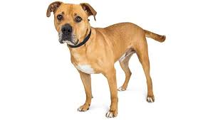 These playful, bouncing boxer puppies are intelligent & friendly. Bullboxer Pit Mixed Dog Breed Pictures Characteristics Facts