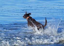 dog friendly beaches in carlsbad ca