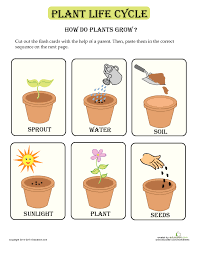 How Plants Grow Plant Lessons