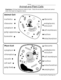 Animal And Plant Cells Worksheet Have Fun Teaching