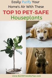 Best Pet Friendly Houseplants Earth
