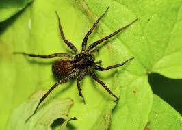 spiders in michigan s upper peninsula