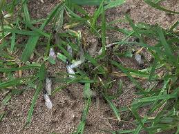 Einen garten mit kübelpflanzen zu gestalten, könnte eine leichte aufgabe sein. Was Hilft Gegen Ameisen Im Rasen Oder Haus Ameisen Ratgeber