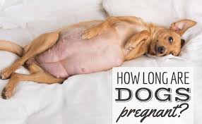 how long are dogs pregnant timeline