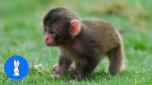 100 baby monkey pictures wallpapers com