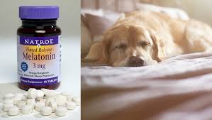 Melatonin For Dogs Uses Dosage Side Effects Dogtime