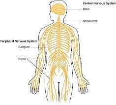 The central nervous system (cns) consists of the brain and the spinal cord, while the peripheral nervous system (pns) consists of sensory neurons this was an overview of the human nervous system function and structure along with a labeled diagram. Anatomy Of The Nervous System Facts Functions Divisions