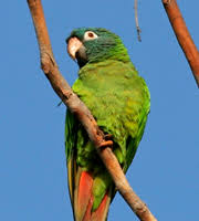 The California Parrot Project