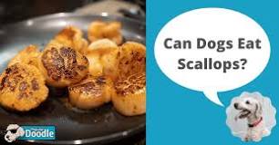 how-much-scallops-can-dogs-eat