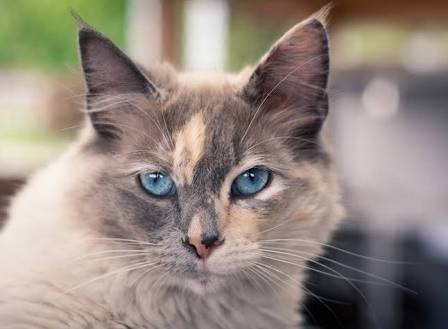 Sombra's Deceased Cat  Database Images?q=tbn:ANd9GcShLJbSm_dmTHzRHzTjStwa5g8Rfm-W2_CBGDqNK8KevMqSFnDaZ2jPvjgT