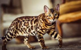 We are a top quality bengal cats breeders. Bengal Trupanion Cat Breed Guide
