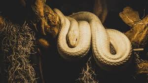 Arti bermimpi menjadi seekor ular meramalkan bahwa kamu bertanggung. Arti Mimpi Melihat Ular Besar Hingga Ular Berwarna Putih Pertanda Datangnya Sebuah Ancaman Tribun Bali