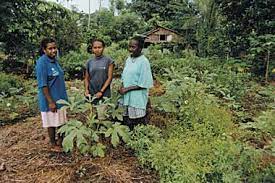 Planting Material Network, Solomon Islands