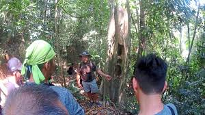 Zwar sind in einem stamm mit hoher. Ulu Muda Forest Reserve Fragile Nature Left Unprotected The Star
