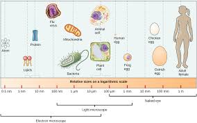Comparando las células procariotas y eucariotas - Conceptos de Biología -  OpenStax CNX