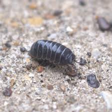 pill bugs in the bathroom get rid of