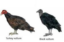 do-turkey-vultures-eat-live-chickens