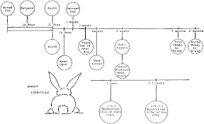 Rabbit Breeding System