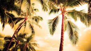 palm tree wallpapers 65 pictures