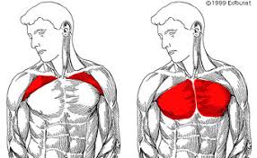 the 3 best chest exercises for the
