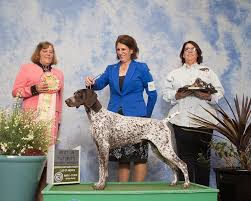 Now we have anne picasso's daughter who we are campaigning and another puppy hannah 7.5 months just won a 5 point major at the german shorthair pointer club of southern california specialty in palm springs her background her great grandmother, grandfather and father are hof dogs. Chelsea German Shorthaired Pointers Home Facebook
