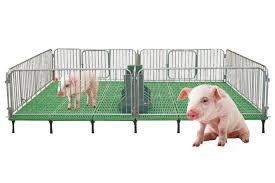 piglet nursery crate pig feeding