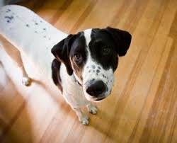 dog urine on your hardwood floors