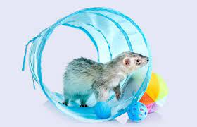 21 clever ferret toys including easy
