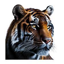 face of tiger 23506416 png